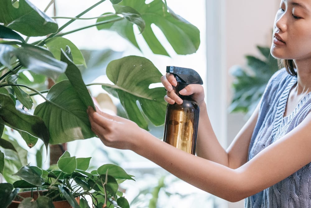 A woman holding her monstera leaf and spraying it using a spray bottle