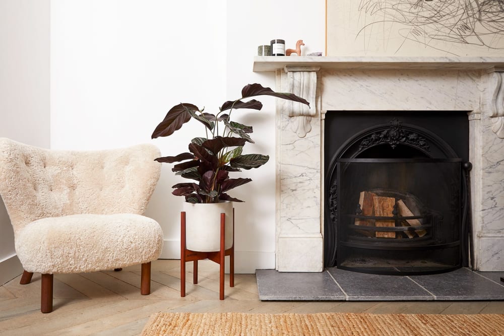 Pinstripe calathea in a light grey concrete pot, in a plant stand, next to a fire place