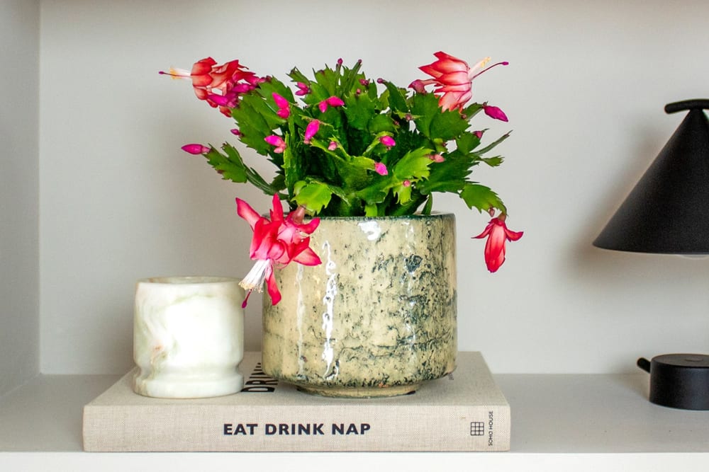 Flowering pink Christmas cactus in a green fractured pot on a shelf in a living room