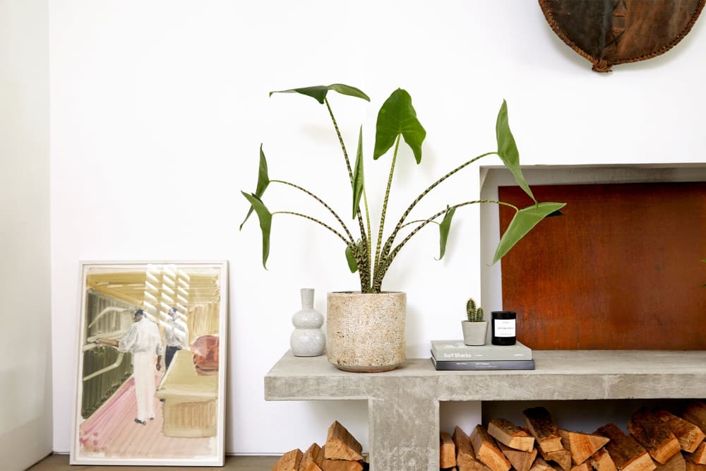 A 'zebrina' elephant ear plant in a stone fractured pot next to a modern fireplace in a living room