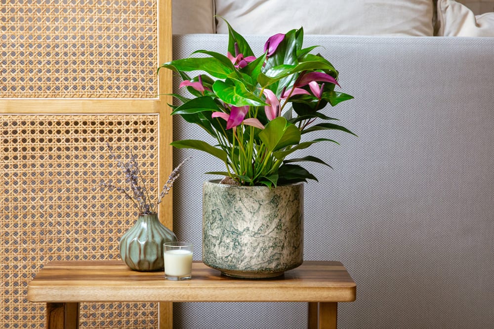 A purple anthurium 'Zizou' in a decorative pot on a side table in a living room