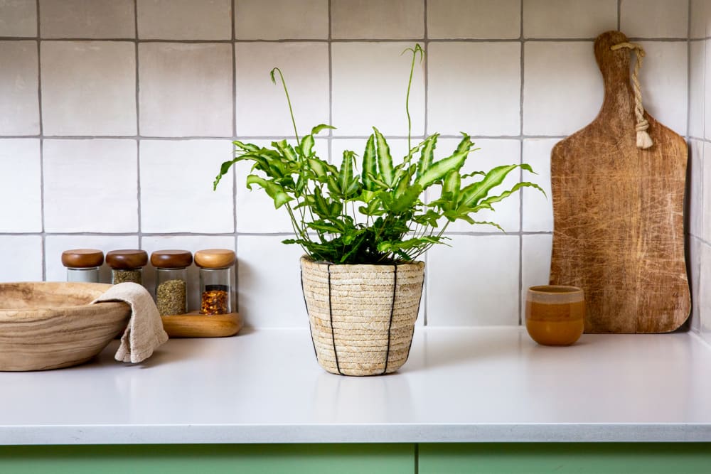 Silver ribbon fern in a decorative basket on a counter top in a kitchen