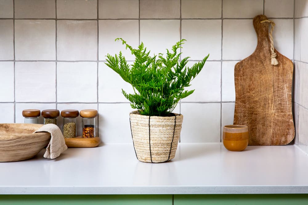 A silver lace fern in a decorative basket on a countertop in a kitchen