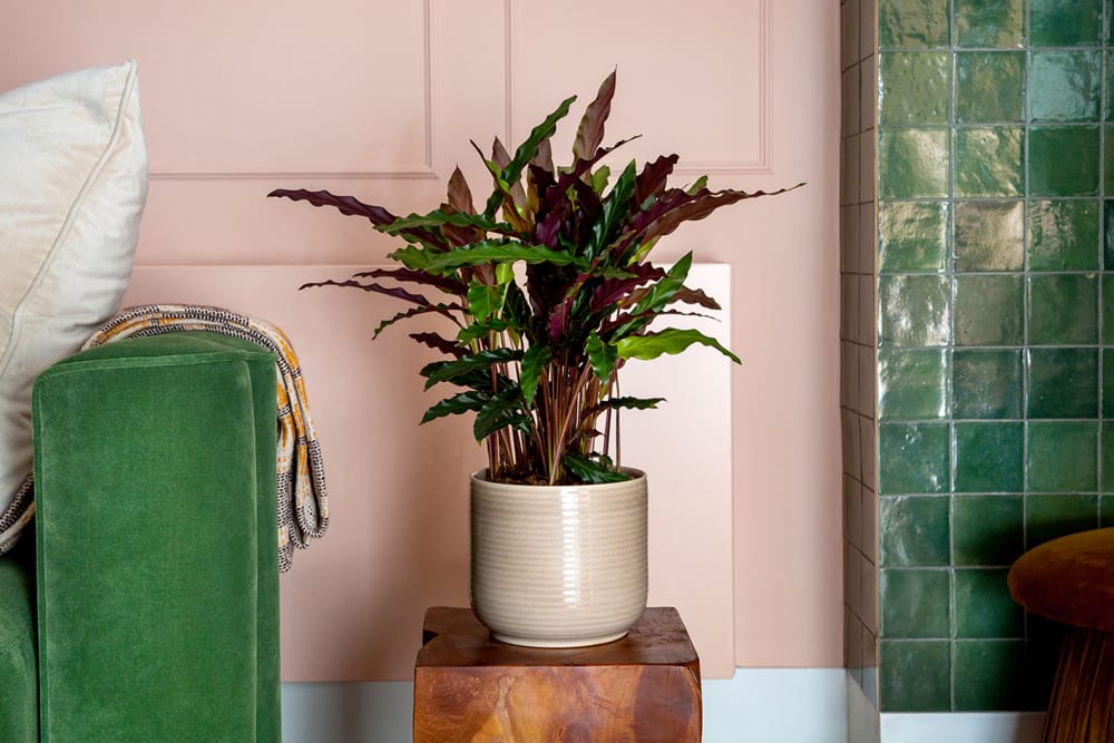 A calathea 'Elgergrass' in a decorative pot on a side table in a living room