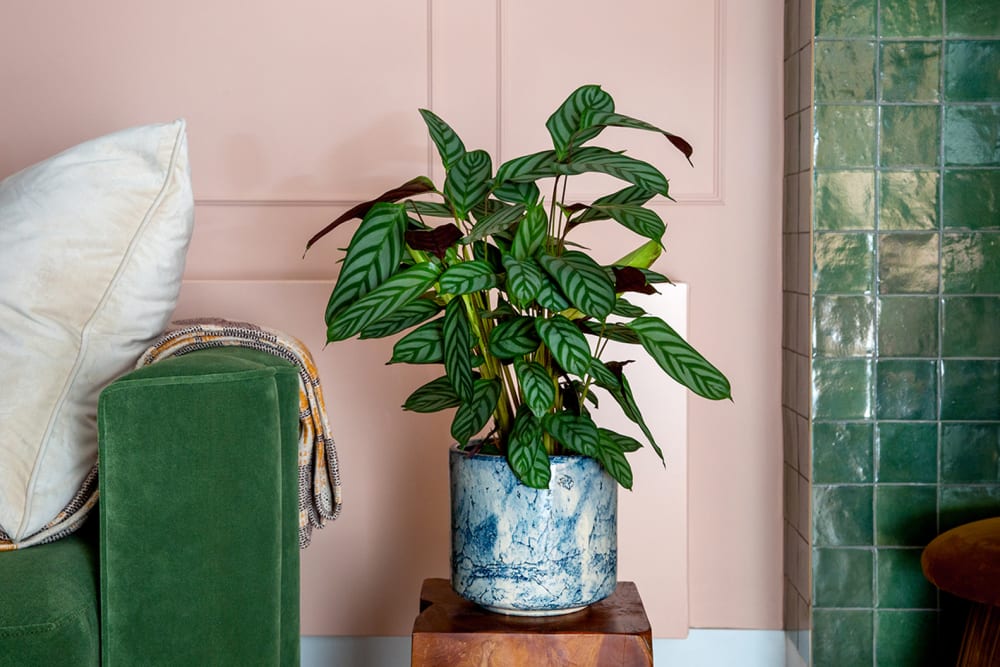 A ctenanthe compactstar in a decorative pot on a side table in a living room