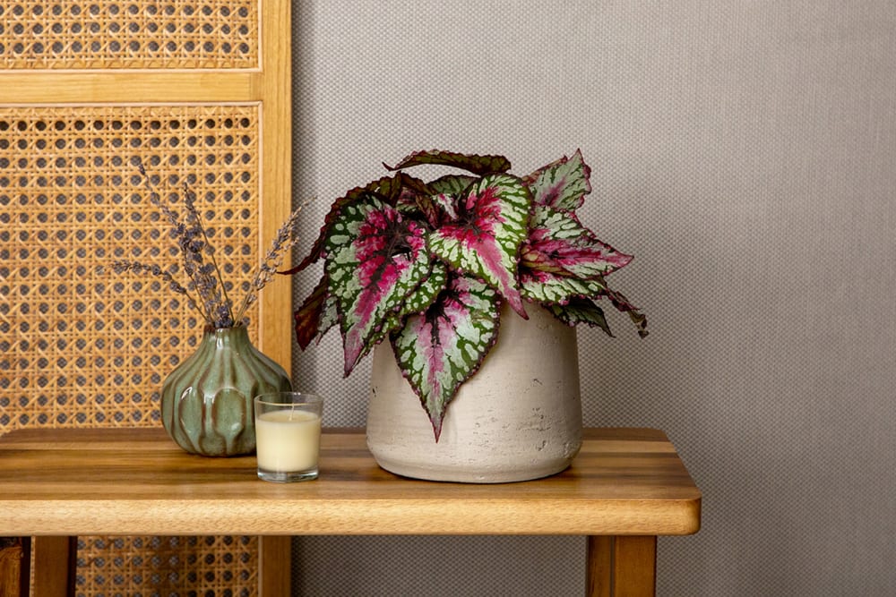 A begonia rex 'Salsa' in a decorative pot on a side table in a living room