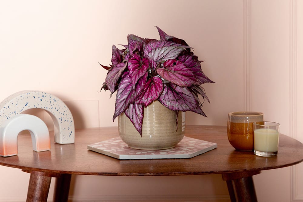 A begonia rex 'Hugh McLauchlan' in a decorative pot on a side table in a living room