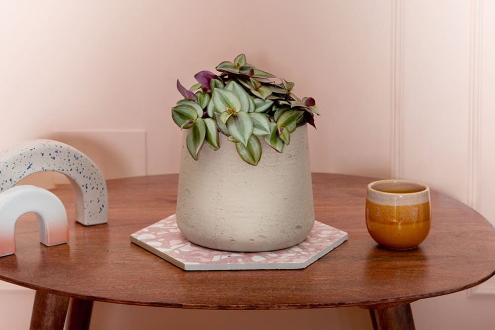 A tradescantia 'zebrina' in a decorative pot on a side table in a bedroom
