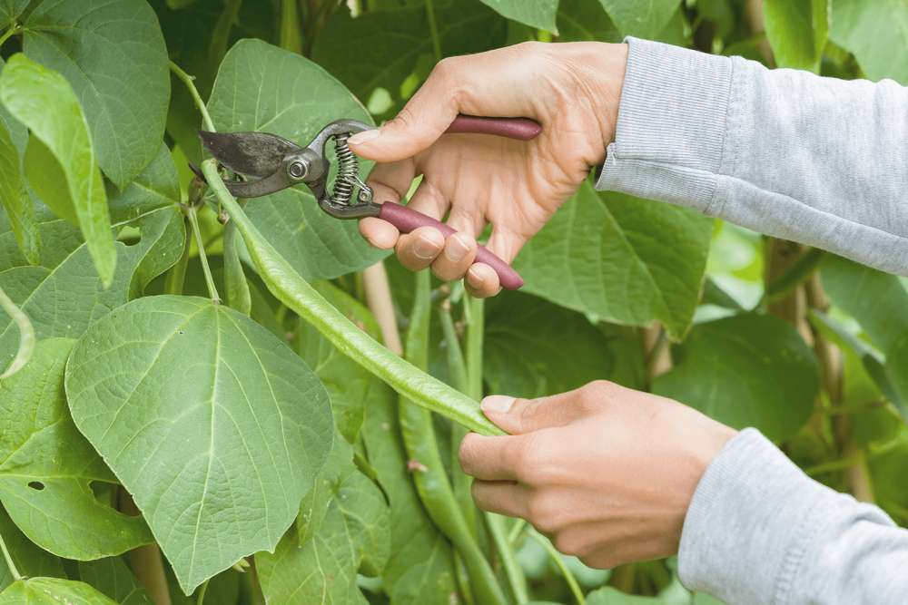 A person harvesting runner beans by cutting them with secateurs