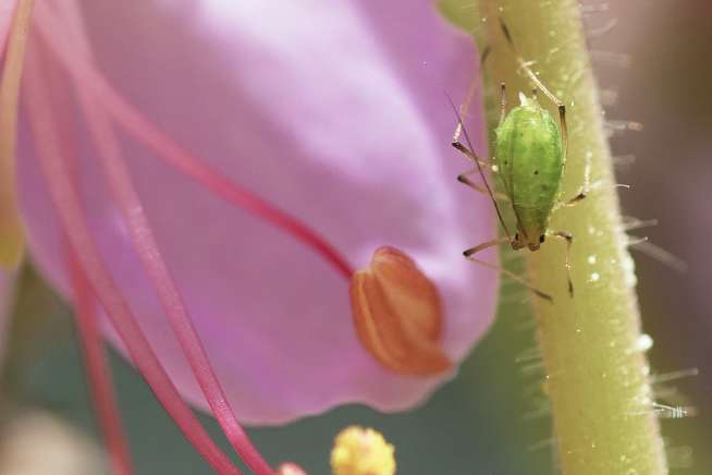 Aphid on an outdoor flowering plant