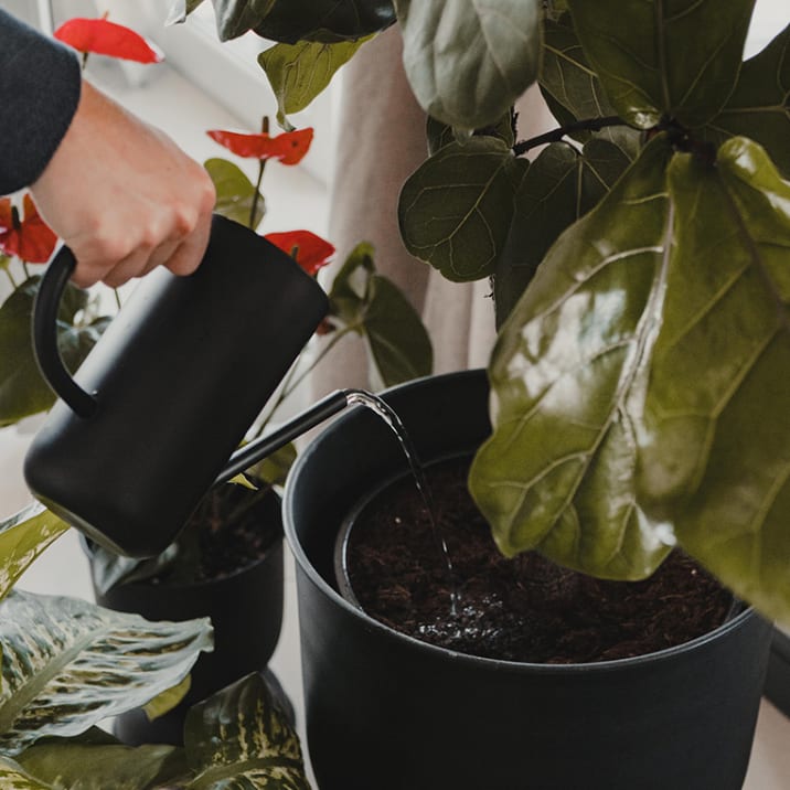 Close-up of person watering a fiddle-leaf fig plant with a watering can
