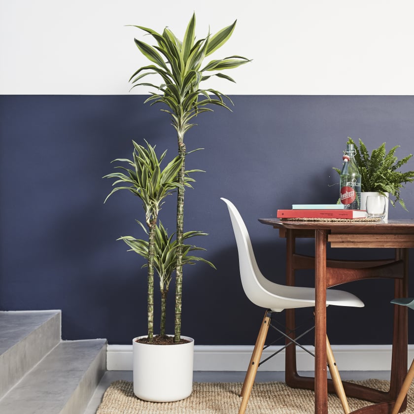 Shade-loving indoor plants