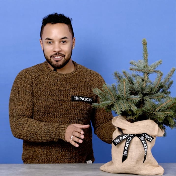 A plant doctor talking about a blue spruce Christmas tree