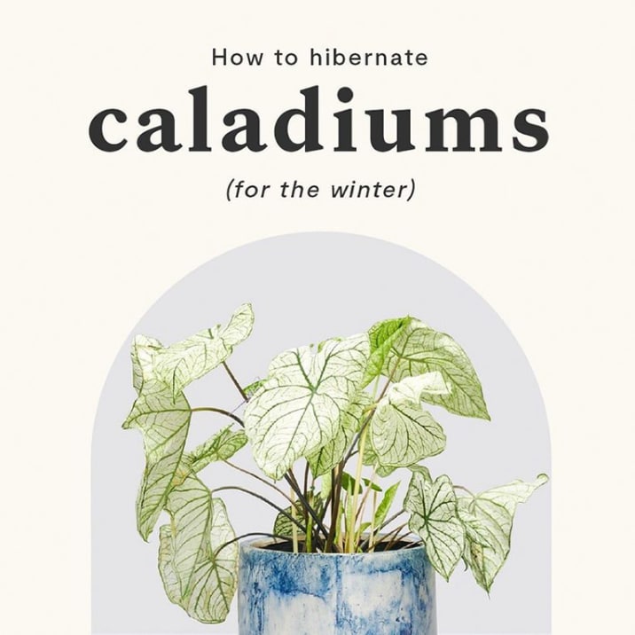 Social content about caring for your caladiums in winter