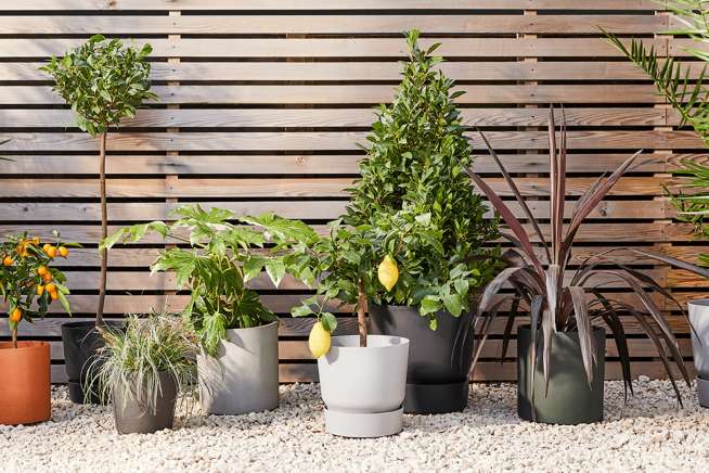 A selection of outdoor potted plants on a gravel path next to a wooden fence. Plants include a small lemon tree, an orange tree, and a couple of bay trees