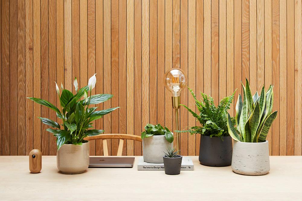 A peace lily, Chinese money plant, Boston fern, succulent and snake plant in decorate pots in a home office
