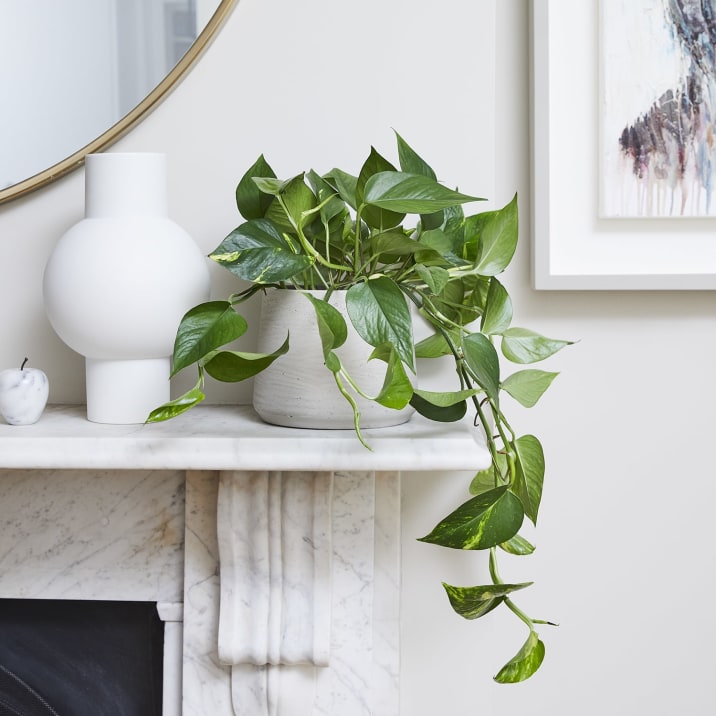 Devil's ivy in a light grey clay pot on a mantle piece in a living room
