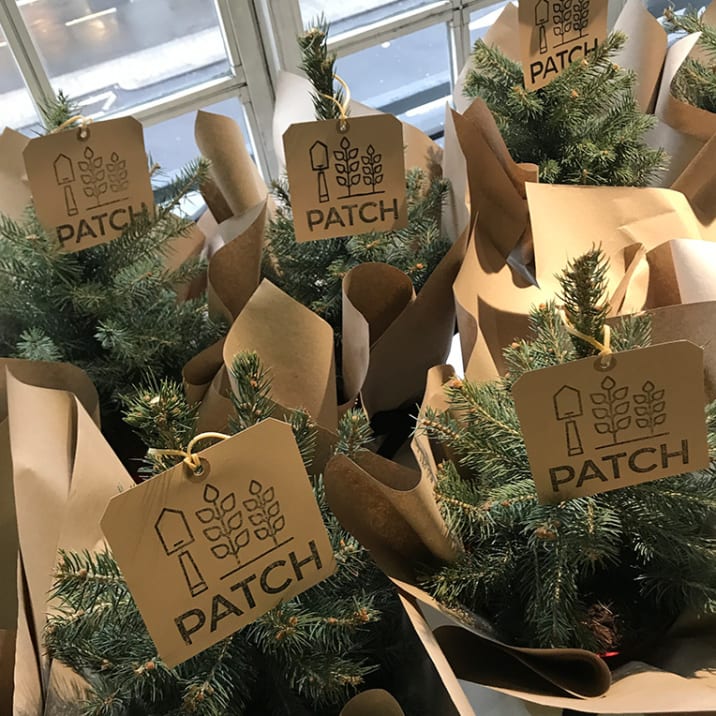 Patch Christmas trees, ready to be donated